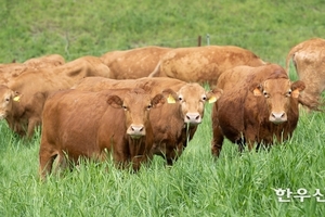 “소 사육기간 6개월 줄이면 탄소배출·사료비 감소”