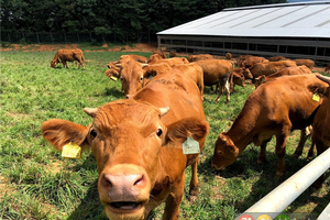 소값 폭락에 농가 극단선택…“한우산업 안정대책 시급”