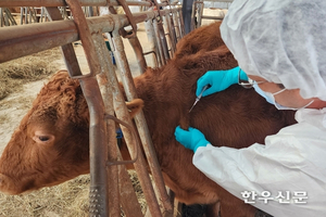 올해부터 럼피스킨 방역관리 수준 대폭 완화