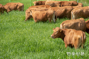 내년 ‘한우산업 육성’ 5개년 종합계획 본격 시행