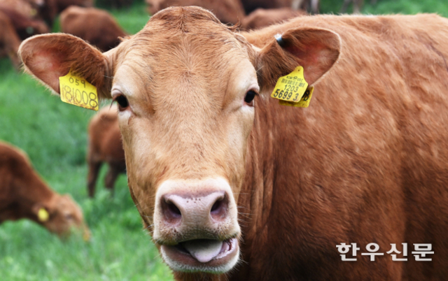 한우 사육기간 줄여 생산비 절감…‘생산혁신 멘토단’ 운영