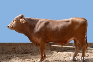 설국농장, 수정란 이식 활용 한우씨수소 선발…민간기업 첫 사례