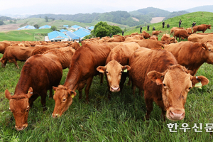 30년간 축산과학 기술로 ‘한우 품질’ 혁신