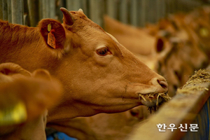 한우중심 식단, 체지방·내장지방 감소 긍정적 변화 확인
