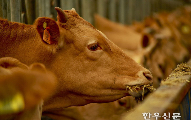 한우중심 식단, 체지방·내장지방 감소 긍정적 변화 확인