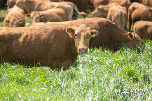 축산과학원, 국내 최초 ‘한우 고품질 유전체(Genome) 지도’ 구축