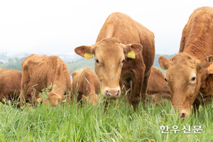 우분 고체연료, 농업부산물 40 섞어야 발열량 기준 충족