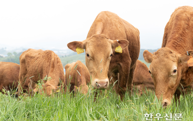 우분 고체연료, 농업부산물 40 섞어야 발열량 기준 충족