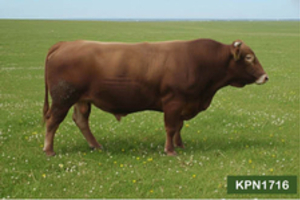 “올 한해 한우개량 이끈다”…보증씨수소 16두 선발