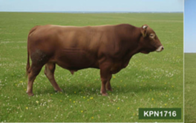 “올 한해 한우개량 이끈다”…보증씨수소 16두 선발