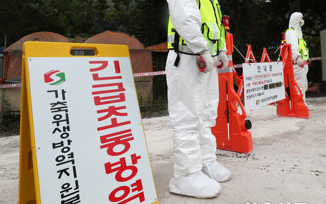 강화서 올해 첫 구제역 발생…위기경보 ‘심각’ 상향