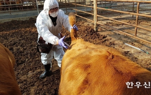 구제역 확산 최소화가 우선…15일까지 긴급 백신접종