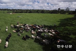 한우협회, 피해 한우산업 위한 선대책 강력 요구