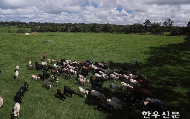 한우협회, 피해 한우산업 위한 선대책 강력 요구