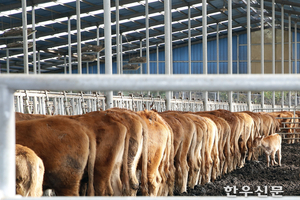 ‘유전체 기반 한우 개량’…씨수소 선발 체계 바뀐다