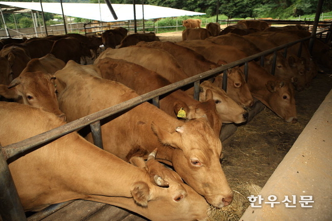 환경문제는 이미 축산을 위협하는 가장 중요한 요소가 되고 있다. 올해는 그 위협의 강도가 더욱 높아져 축산업계의 가장 뜨거운 이슈가 될 수 있다는 지적이 나왔다.