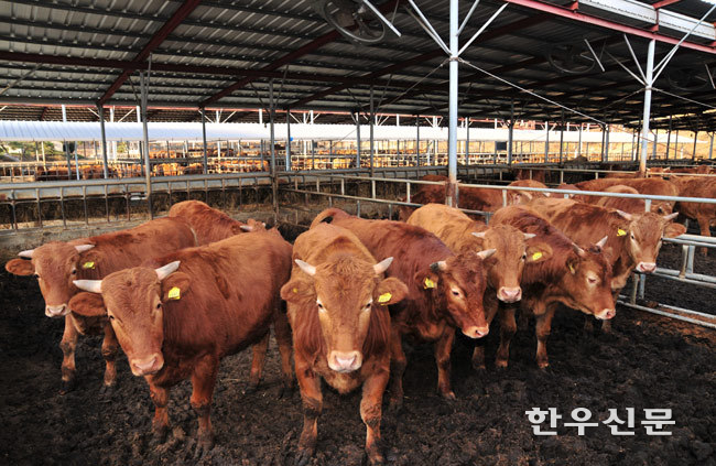 ‘퇴비 부숙도 검사 의무화’에 대한 행정처분을 유예하는 계도기간이 필요한 것으로 조사됐다.