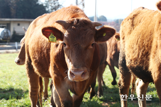 민간 농촌경제연구기관인 GS&J는 지난달 31일 ‘한우산업 호황 정점 지나고 있는 듯’이라는 한우동향 발표를 통해 ‘그렇다’고 밝혔다.