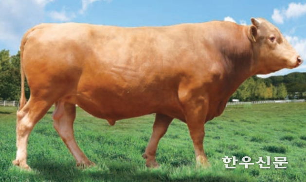 한우보증종모우(자료: 농협가축개량원)
