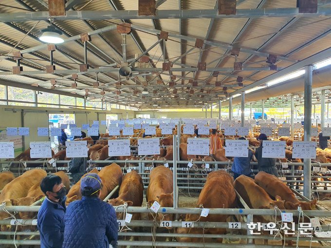 코로나19 확산 차단을 위해 무기한 휴장에 들어갔던 전국 가축시장이 빠르게 정상화되고 있다. (사진은 청도축협이 운영하는 가축시장)
