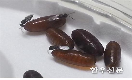 파리 등 해충을 방제하기 위한 천적 곤충 배노랑금좀벌.