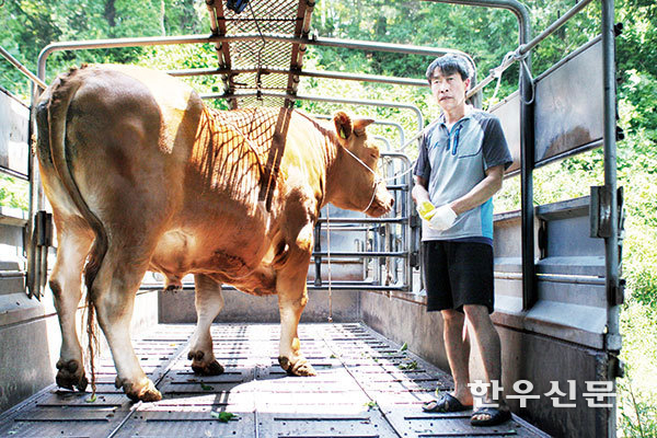 한우 최초로 무려 1316kg에 달하는 슈퍼한우가 경북 영주에서 탄생했다.