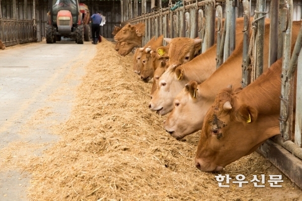 국립축산과학원은 2016년부터 ‘한우 자가 TMR 제조 기술’을 청년 농업인에게 집중적으로 보급하고 있다고 밝혔다.