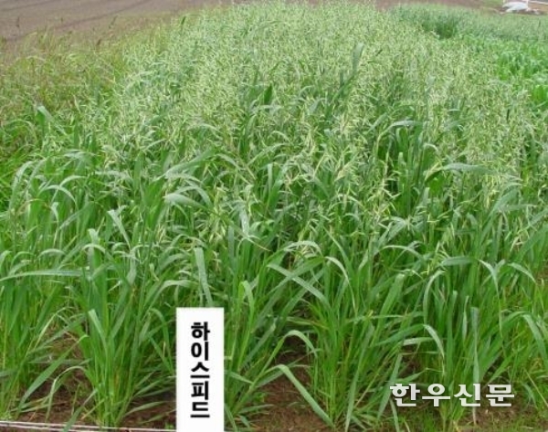 ‘하이스피드’의 여름 파종 재배시 이삭 패는 광경