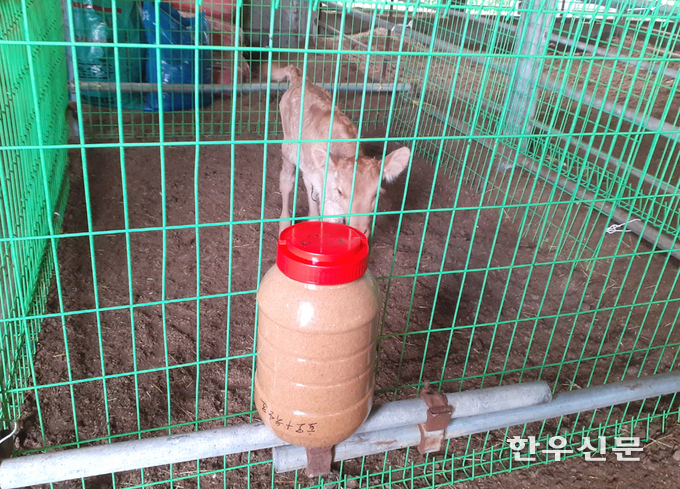 경주시가 송아지 이유식 사료 조제 기술을 개발해 농가에 보급해 한우 송아지 명품화에 나서고 있다.