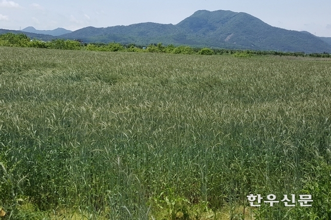 농진청은 ‘트리티케일’을 여름-겨울 이어짓기하면 양질 풀사료 생산이 연중 가능하다고 밝혔다.