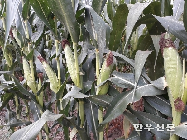 ‘다청옥’ 이삭 사진