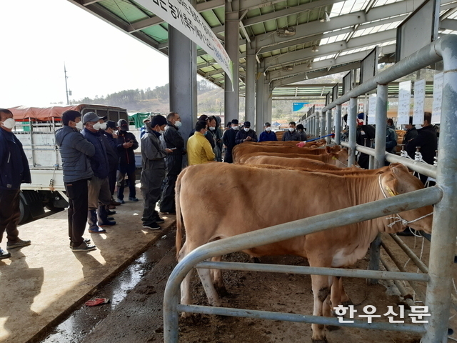예산군은 가축경매시장을 통해 10년간 196억원에 달하는 농가 소득을 올렸다고 밝혔다.