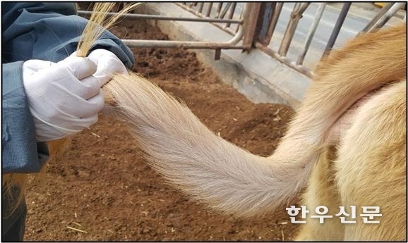 충남도 축산기술연구소 관계자가 한우 송아지 친자 감정을 위해 모근을 샘플로 채취하고 있다.
