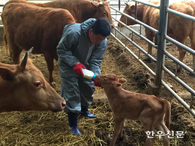 한우 송아지 전용 대용유가 상용 대용유에 비해 고형사료 섭취량이 약 2배 이상 높은 것으로 나타났다.