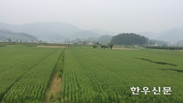 봄 귀리의 생육 상황