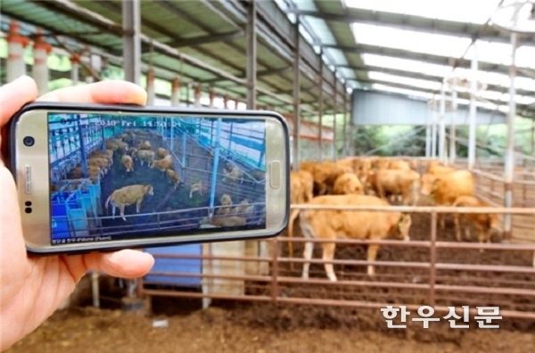 경기도는 축산업 생산성 향상과 노동력 절감을 위해 250억원 사업비를 투입해 올해 ‘축산 ICT 융복합 확산사업’을 본격 추진한다.