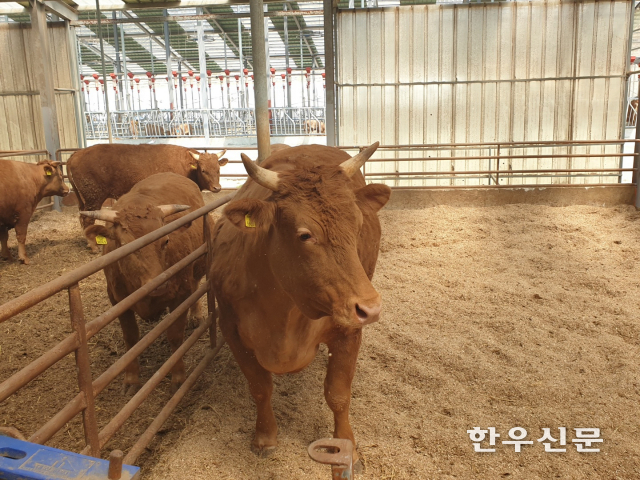 지난달 26일 강원 고성에서 생체중 1.1톤의 슈퍼한우가 탄생했다.