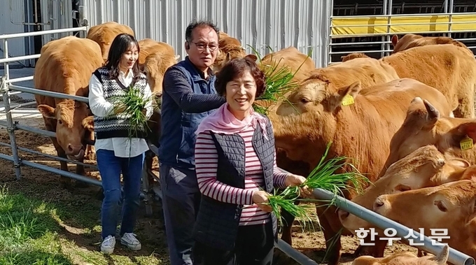 만희농장 김소영 대표(사진 왼쪽)가 부모와 함께 고품질 유기인증 조사료를 한우에 주고 있다. <전남도 제공>