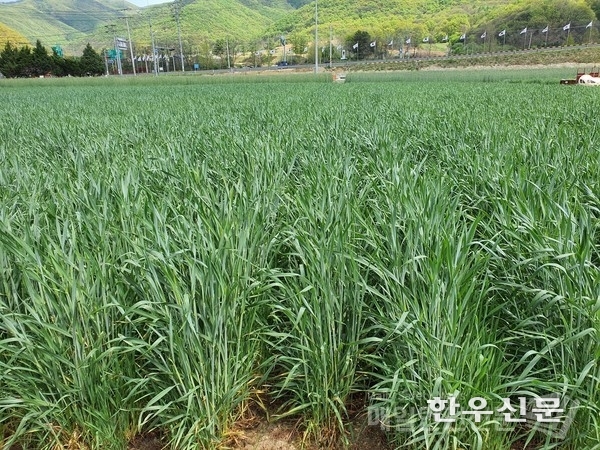 출수기 트리티케일