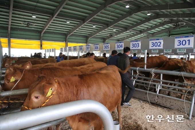 118년 전통을 자랑하는 함평 우시장.