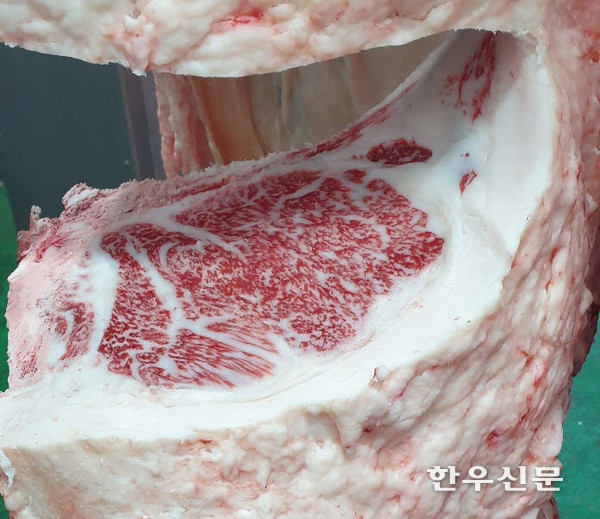 함양군 수동면의 정무섭(64)씨가 사육해 출하한 31개월된 암소가 한우경매 사상 최고가 2110만원을 기록했다.