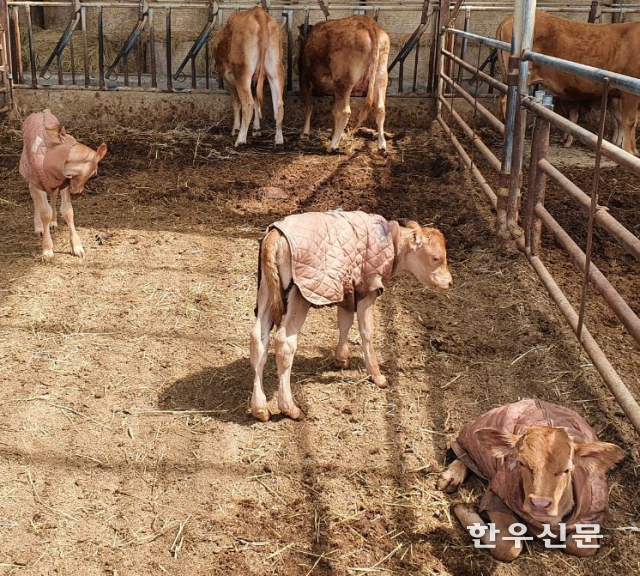 경남 산청군 산청읍 차탄마을에서 쌍둥이 송아지가 잇따라 탄생했다.