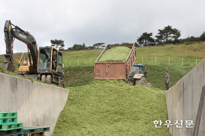 수확 후 잘게 자른 옥수수를 트렌치사일로에 채우는 모습.