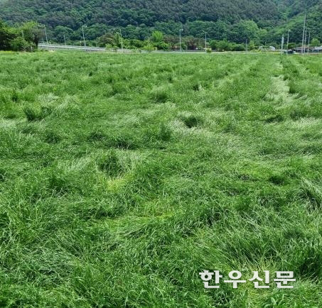 강원 평창군 평창읍의 한 이탈리안 라이그라스 시범 재배지.