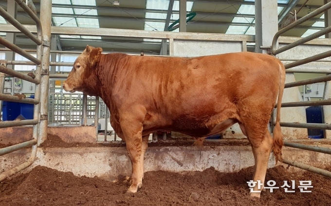 충남도 축산기술연구소는 자체 육종한 한우 1마리를 후보씨수소로 선발했다.