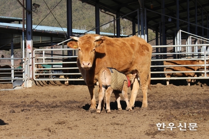 경남도에서 사육되고 있는 우량암소. (경남도 제공)