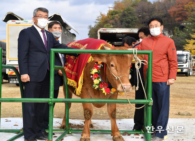 경북 문경 이기준씨 소가 ‘2021년 경상북도 한우경진대회’ 에서 ‘최고 명품한우’에 등극했다.
