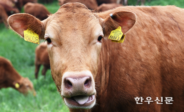 최근 한우 사육두수가 역대 최대치를 기록하면서 ‘소값 파동’에 대한 우려가 커지고 있다. 이에 지난 15일 KBS-2TV ‘통합뉴스룸ET’에서 ‘한우 사육두수 역대 최대치…가격 내리나’가 방영돼 큰 반향을 일으켰다. 