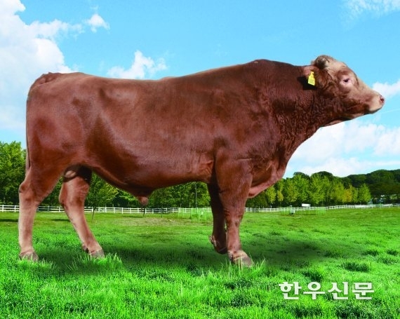 한우 보증씨수소 케이피엔(KPN)1447.