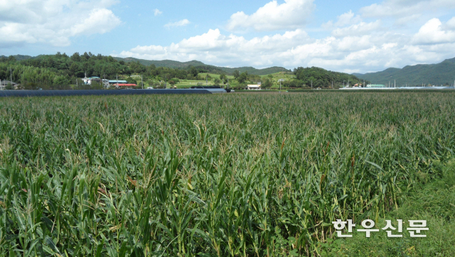 산청군 내 가축 사료용으로 재배한 옥수수 재배단지. (산청군 제공)